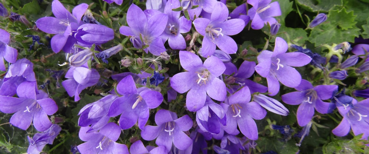 Lockdown Gardens of Bruree